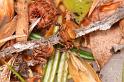 Thomisus_spectabilis_D7753_Z_90_North Stradbroke island_Australie